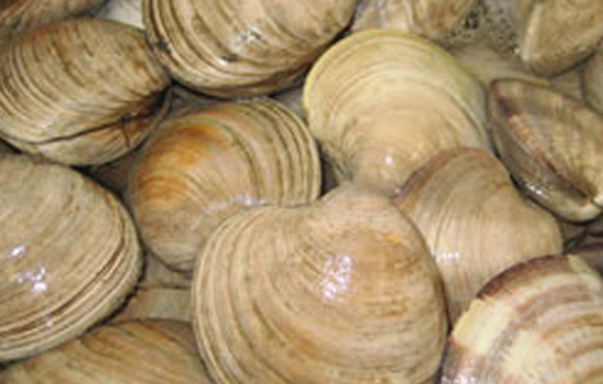 Fresh Seafood Market | North Atlantic Seafood Market